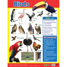 Birds 