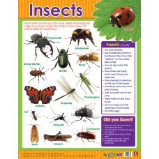 Insects 