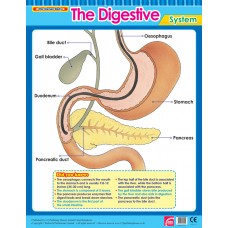 The Digestive System 