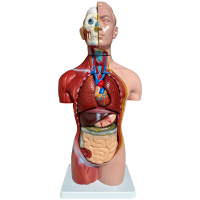 Human Anatomy Model 42cm