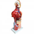 Human Anatomy Model 42cm