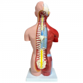 Human Anatomy Model 42cm