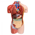 Human Anatomy Model 42cm