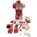 Human Anatomy Model 42cm