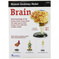 Anatomy Model - Brain