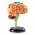 Anatomy Model - Brain