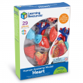 Anatomy Model - Heart