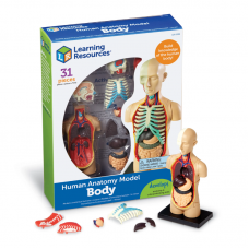 Anatomy Model - Human Body