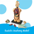 Anatomy Model - Human Body