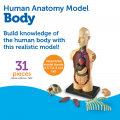 Anatomy Model - Human Body