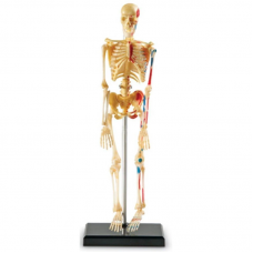 Anatomy Model - Skeleton