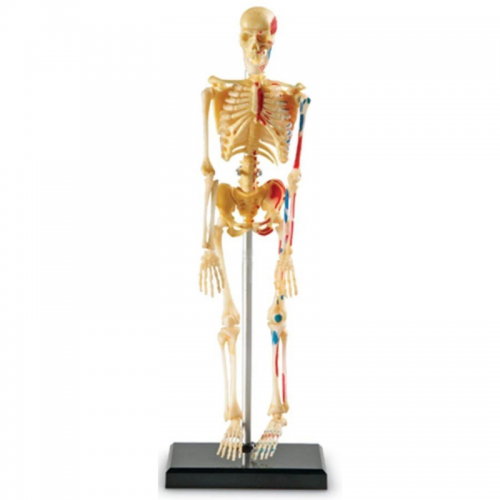 Anatomy Model - Skeleton