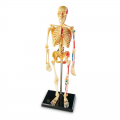 Anatomy Model - Skeleton