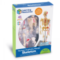 Anatomy Model - Skeleton