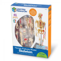 Anatomy Model - Skeleton