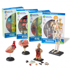 Anatomy Models Bundle