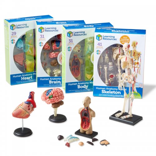 Anatomy Models Bundle