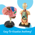 Anatomy Models Bundle