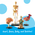 Anatomy Models Bundle