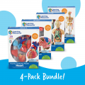 Anatomy Models Bundle