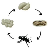 Life Cycle Model of Worker Ant