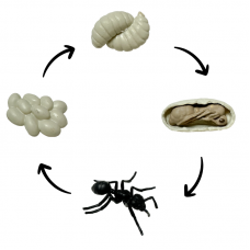 Life Cycle Model of Worker Ant