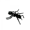 Life Cycle Model of Worker Ant