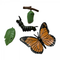 Life Cycle Model of Butterfly