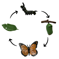 Life Cycle Model of Butterfly