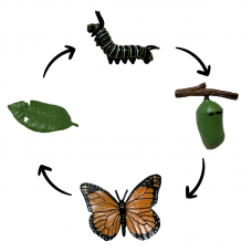 Life Cycle Model of Butterfly