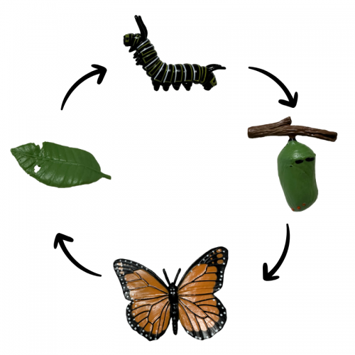 Life Cycle Model of Butterfly