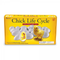 Chick Life Cycle Exploration Set