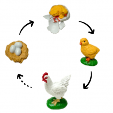 Life Cycle Model of Chicken / Rooster