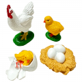 Life Cycle Model of Chicken / Rooster