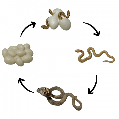 Life Cycle Model of Cobra