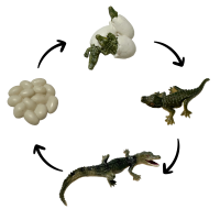 Life Cycle Model of Crocodile