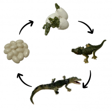 Life Cycle Model of Crocodile