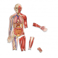 Double-Sided Magnetic Human Body