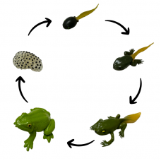 Life Cycle Model of Frog