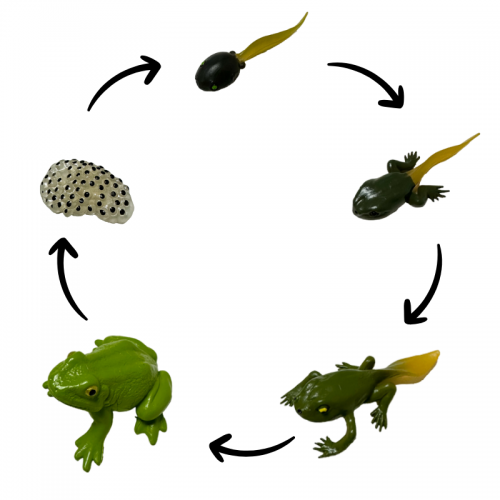 Life Cycle Model of Frog