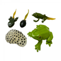 Life Cycle Model of Frog