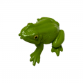 Life Cycle Model of Frog