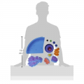 Giant Magnetic Animal Cell