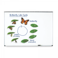 Giant Magnetic Butterfly Life Cycle