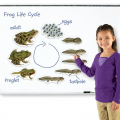 Giant Magnetic Frog Life Cycle