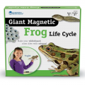 Giant Magnetic Frog Life Cycle