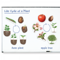 Giant Magnetic Plant Life Cycles