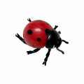 Life Cycle Model of Ladybug