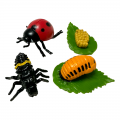 Life Cycle Model of Ladybug