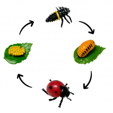 Life Cycle Model of Ladybug